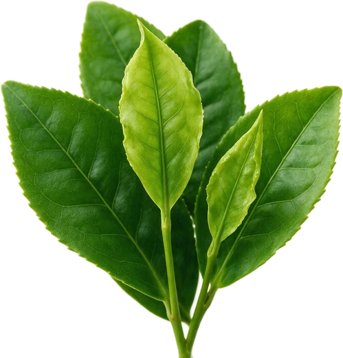 Chá verde