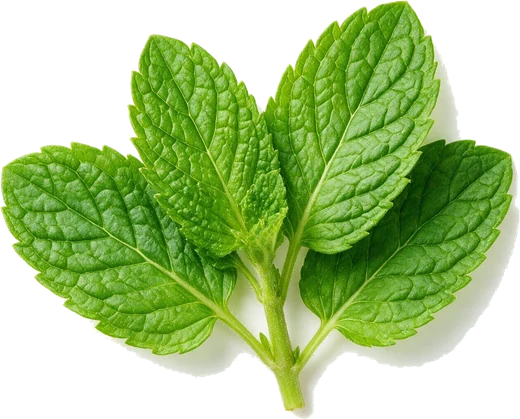 Menta